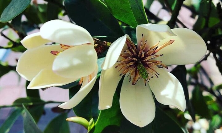 Có nên trồng hoa hàm tiếu trước nhà?