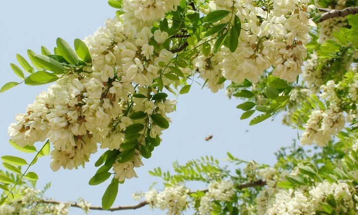 Có nên trồng cây hoa hòe trước nhà?