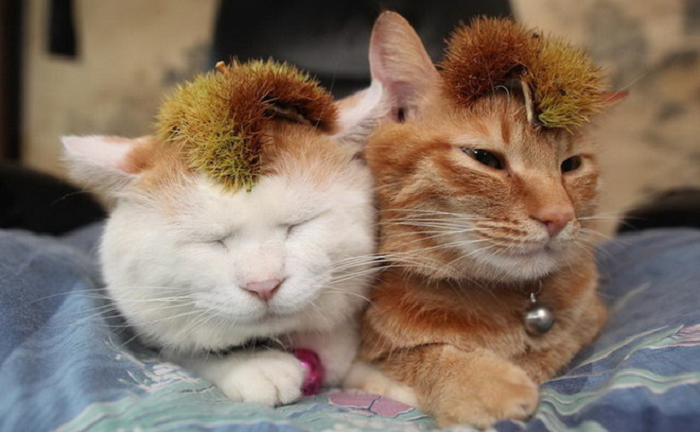 Trào lưu mới ở Trung Quốc: 'Mai mối' cho mèo để tìm ý trung nhân cho mình