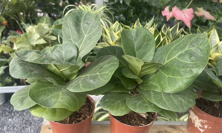 Nên chọn cây trồng đất hay thủy sinh đặt trong nhà?