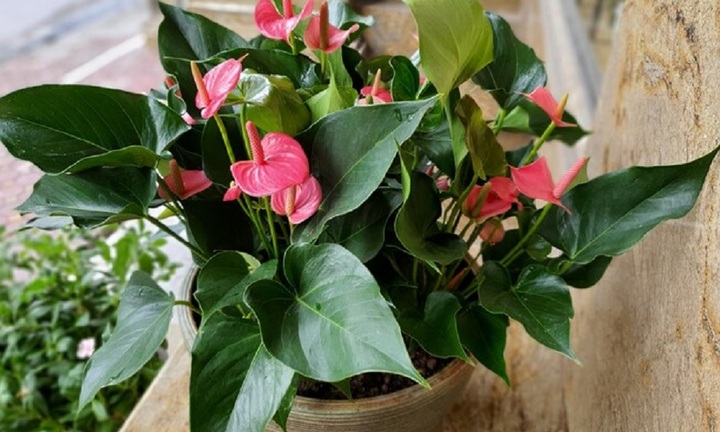 Ý nghĩa phong thủy của cây hồng môn?