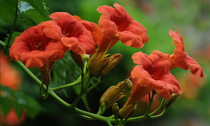 Có nên trồng hoa đăng tiêu trước nhà?