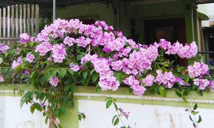 Có nên trồng hoa lan tỏi trước nhà?