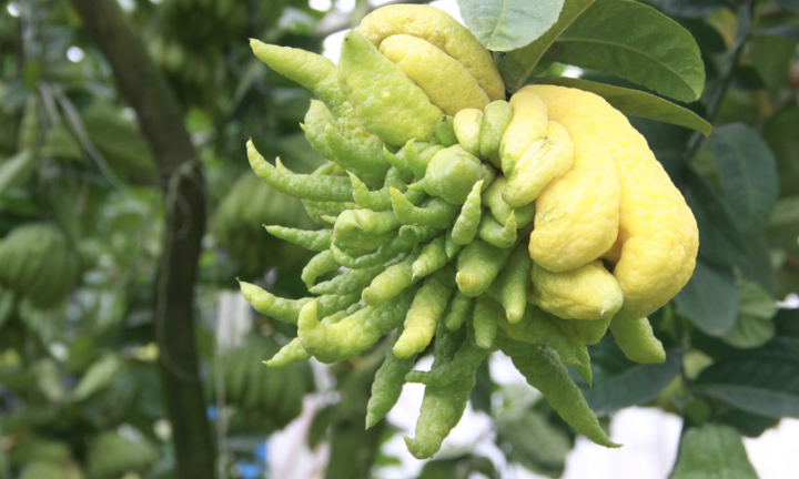 Có nên trồng cây phật thủ trước nhà?