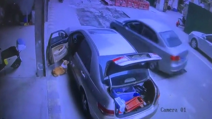 Sửng sốt chú chó 'cướp ô tô' của chủ, lao đi bất thành