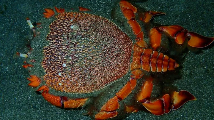 Cận cảnh loài cua khổng lồ 'tiến vua' nổi tiếng thế giới của Việt Nam