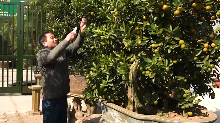 Quất bonsai hàng độc giá chục triệu cho thuê chơi Tết