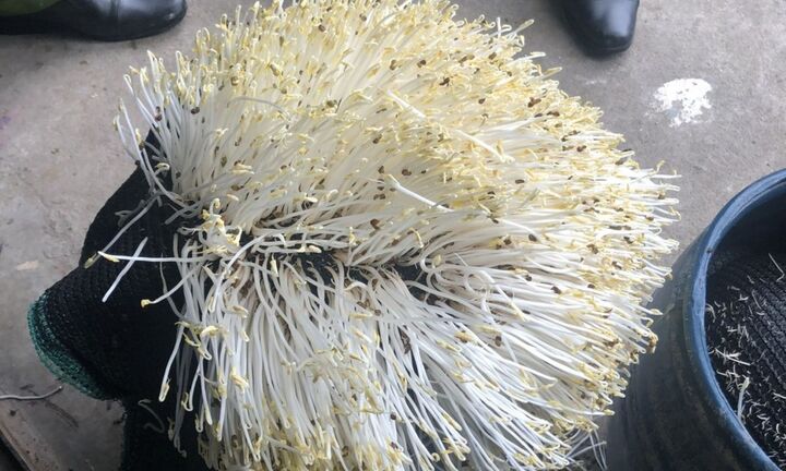 Phát hiện 2 cơ sở dùng hóa chất cấm ủ giá đỗ