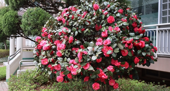 Tuyệt chiêu giúp cây hoa trà nhà bạn nở rực rỡ đúng dịp Tết