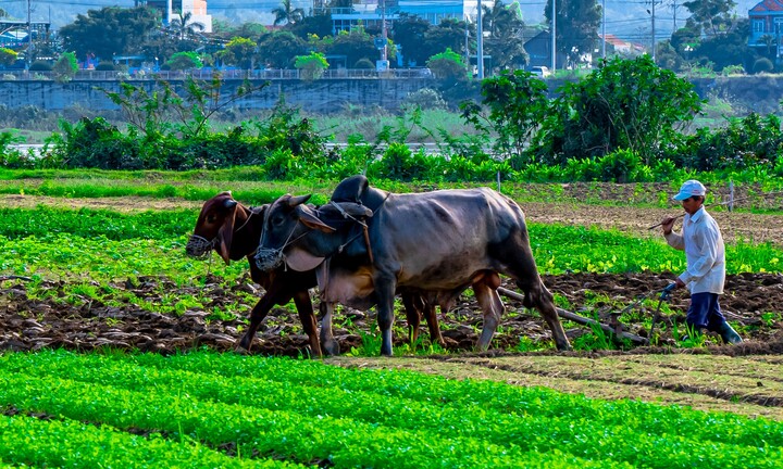 Người trồng rau Bình Định xuống đồng ngày đầu năm