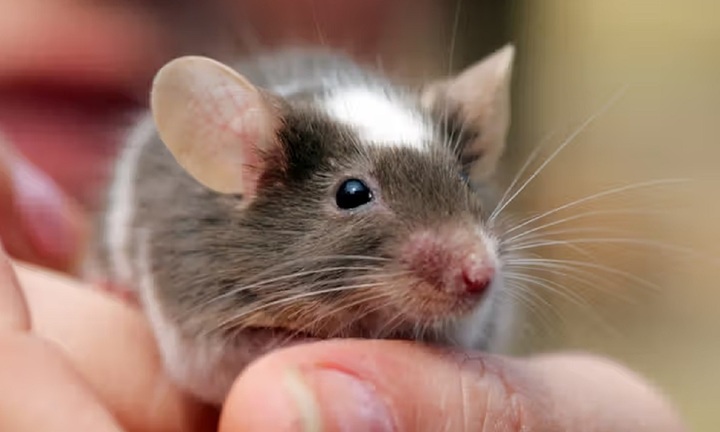 Nữ sinh cắn chảy máu con chuột dám 'trêu' mình khiến bác sỹ kinh hãi
