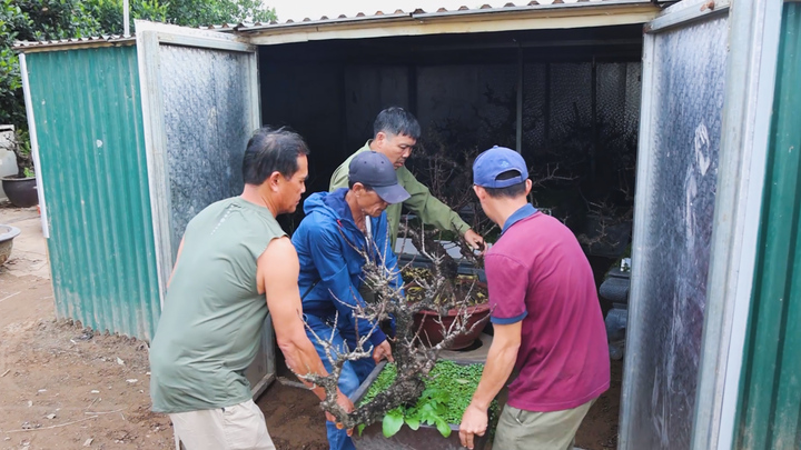 Đào 'tiến vua' nằm phòng lạnh chờ Tết 