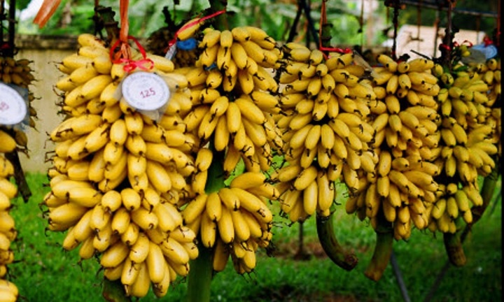 Đặc sản chuối 'tiến vua' vào mùa hốt bạc