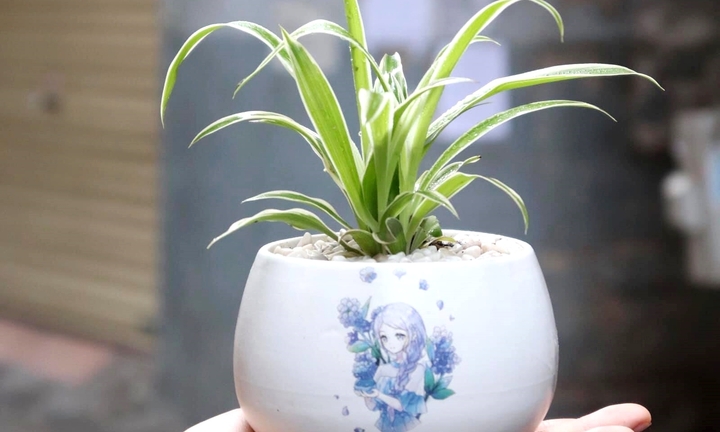 Loại cây để bàn làm việc dễ chăm sóc, hút tài lộc