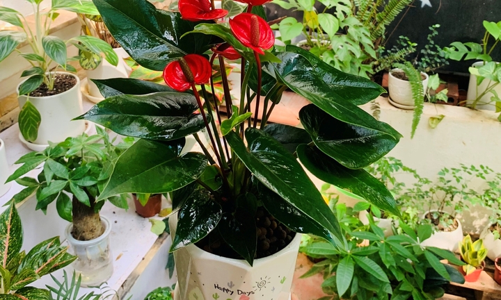 Loại cây phong thủy hút tài lộc năm Giáp Thìn 2024