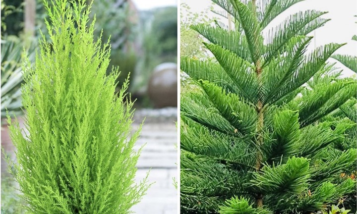 Ý nghĩa phong thủy của cây tùng