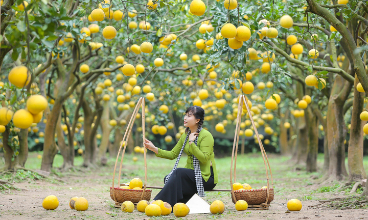 Vườn bưởi Diễn 2.000 gốc chín vàng, thu hút trăm khách đến check-in mỗi ngày