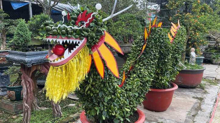 Độc đáo cặp quất 'Long Vân Thuỷ' dài 3m phục vụ Tết Giáp Thìn 
