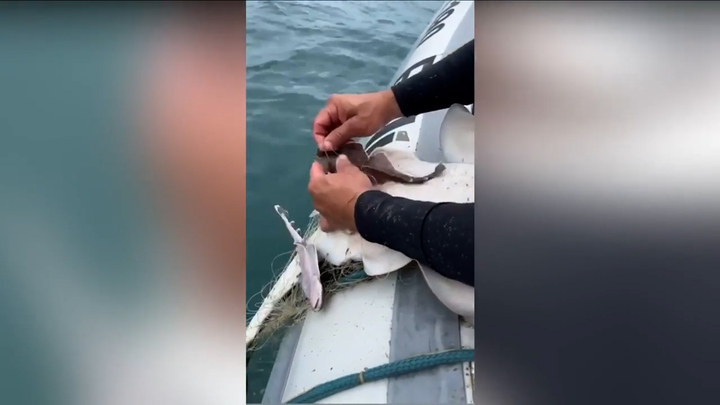 Cảnh sát làm 'bà đỡ' giúp cá mập mẹ mắc kẹt sinh con