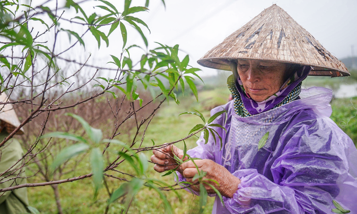 Nông dân Hà Tĩnh đội mưa ‘thay áo’ cho đào phai chờ đón vụ Tết