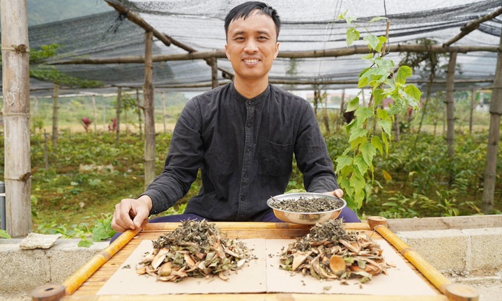 Bài thuốc hỗ trợ điều trị bệnh trĩ từ thảo dược dân gian