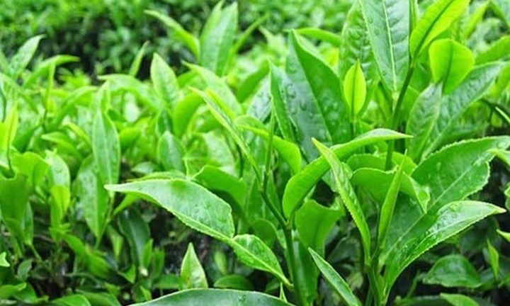 Bài thuốc trị bệnh từ lá trà xanh bạn nên biết