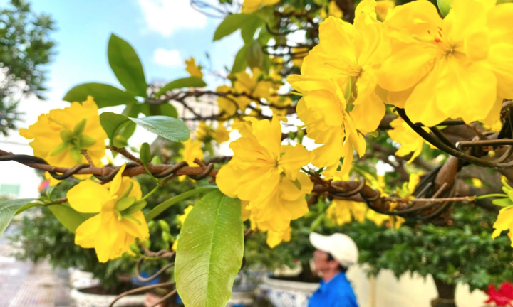 TP.HCM: Hoa mai trưng Tết cho thuê giá 200 triệu đồng/cây, giao hàng tận Hà Nội