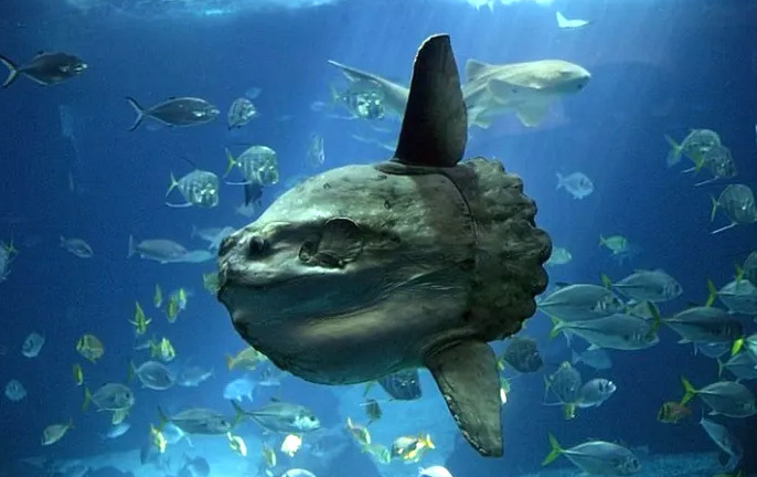 Ngắm loài cá lười nhất thế giới