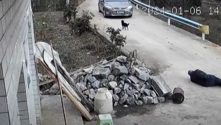 Chó chặn đầu ô tô, cầu cứu tài xế giúp chủ nhân gặp nạn