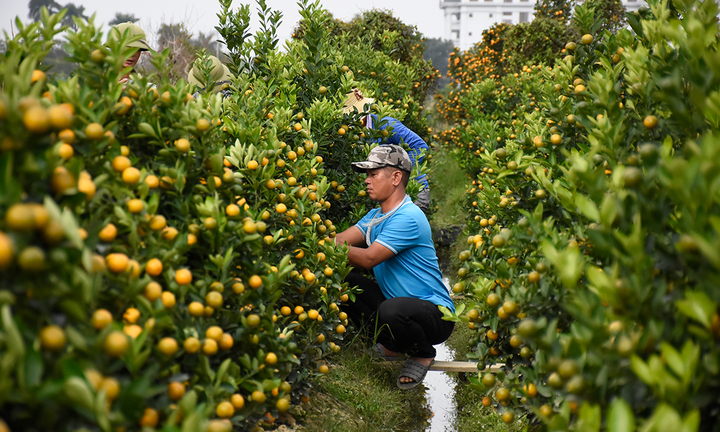 Kiếm tiền triệu mỗi ngày nhờ ngón nghề tạo dáng quất cảnh đón Tết