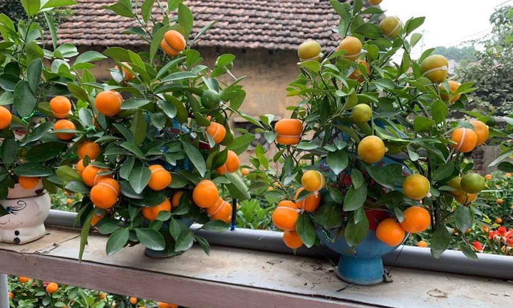 Quất hồ lô lạ mắt ‘cháy hàng’ dịp Tết 2024