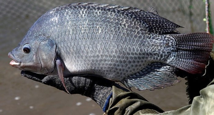 Ăn cá rô phi có gây hại?