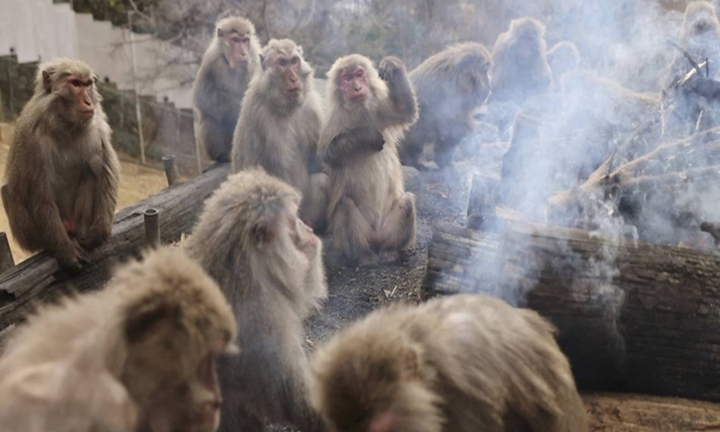 'Băng đảng' khỉ tàn sát 250 con chó để trả thù việc con non bị giết hại