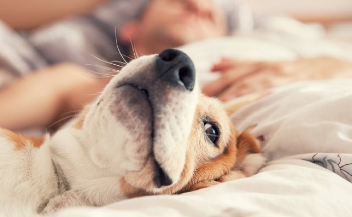 Nhiễm giun đũa chó từ thói quen ngủ cùng thú cưng