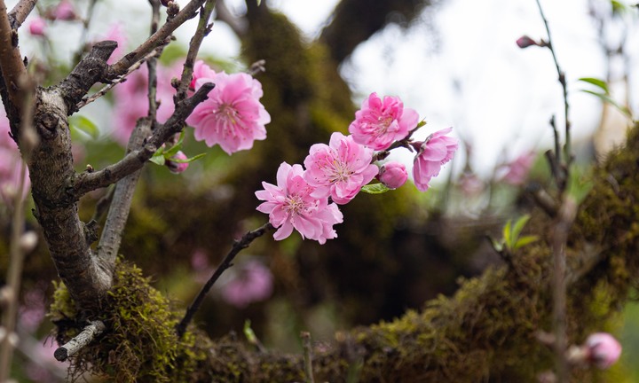 Khách thích thú ngắm đào cổ Sapa phủ đầy rêu từ gốc đến ngọn