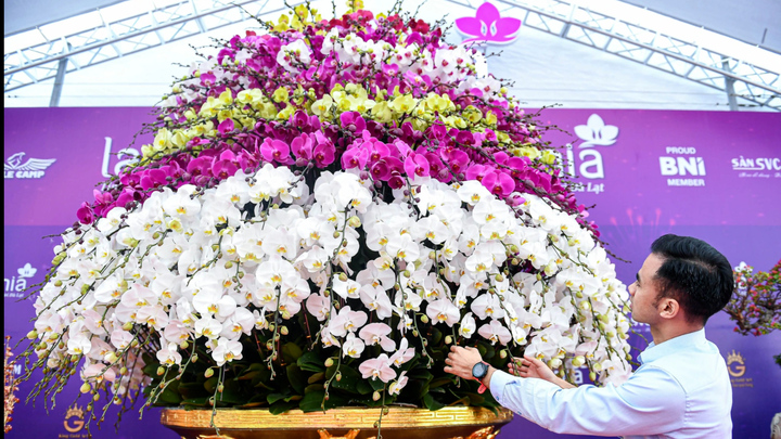 Ngắm chậu lan hồ điệp mạ vàng, cao 9 tầng ở Hà Nội