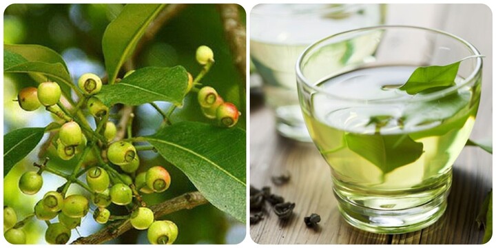 Uống nước lá vối có tác dụng gì với sức khoẻ?