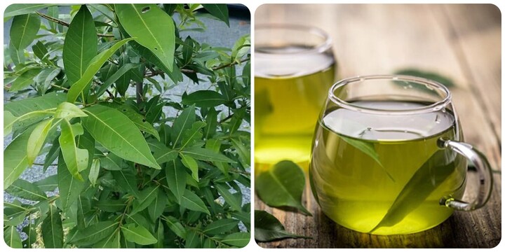 Lá vối có tác dụng thế nào?