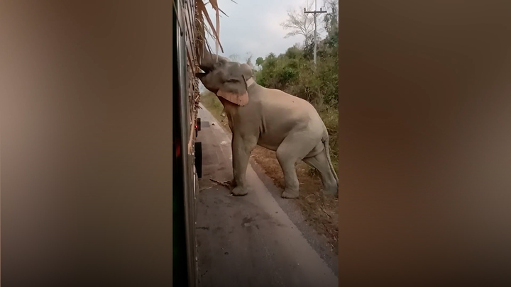 Voi chặn đầu xe tải, thản nhiên trộm mía