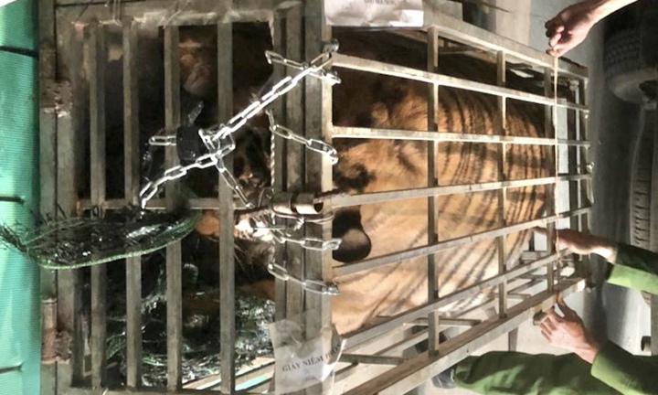 Bắt kẻ vận chuyển con hổ nặng 200kg ở Quảng Trị