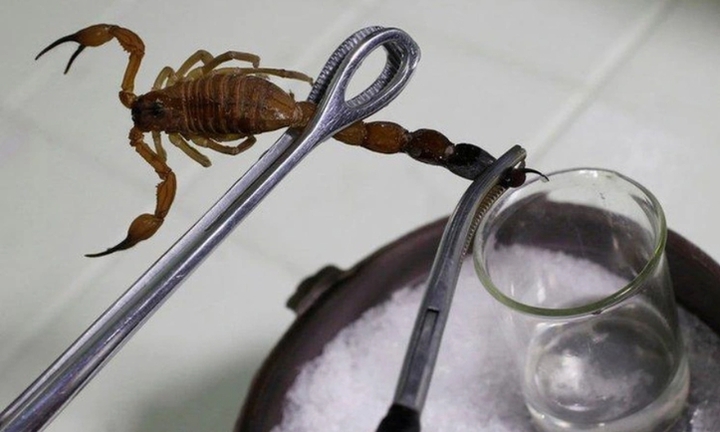 Tinh chất bọ cạp có trị được ung thư?