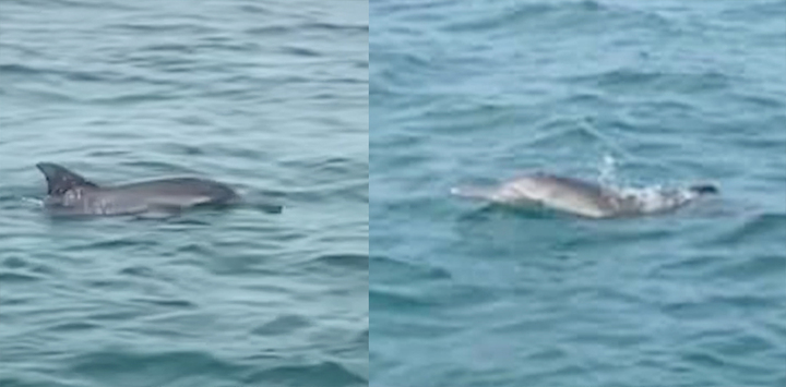 Đàn cá heo 30 con bơi lội trên vùng biển Cô Tô, Quảng Ninh