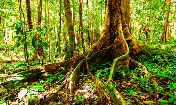 Rừng nhiệt đới thông minh đầu tiên trên thế giới 