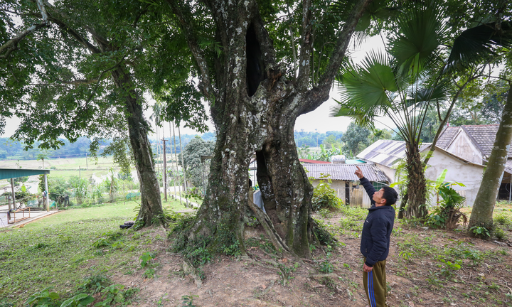 Cây thị rỗng ruột hơn 700 tuổi gắn với giai thoại vua Lê Lợi 