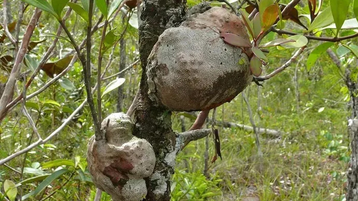 Cận cảnh loài cây cộng sinh với kiến có tên trong Sách Đỏ Việt Nam