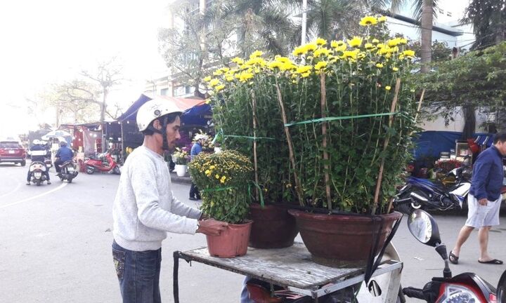 Chở đào quất bằng xe máy có thể bị phạt đến 600.000 đồng