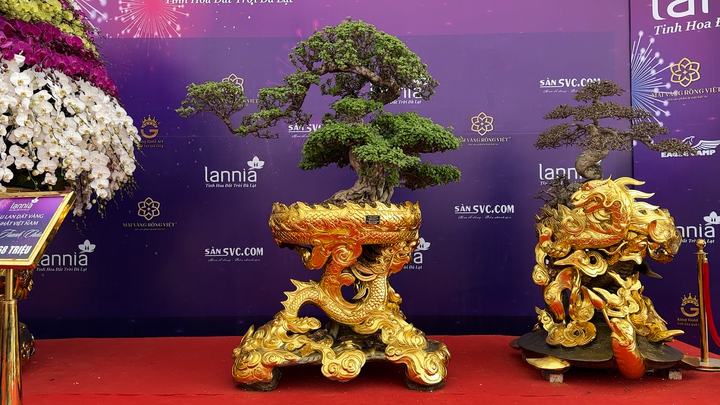 Chậu hoa giấy 'Long vân quần mộc' có gì đặc biệt?