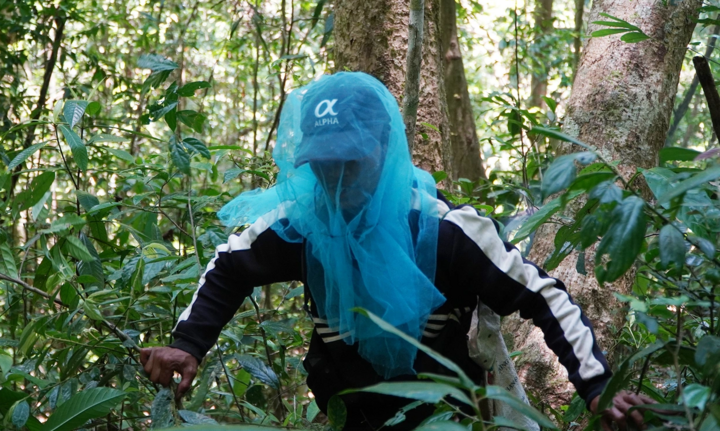 Hiểm nguy nghề băng rừng săn mật ong trong rừng già Tây Nguyên