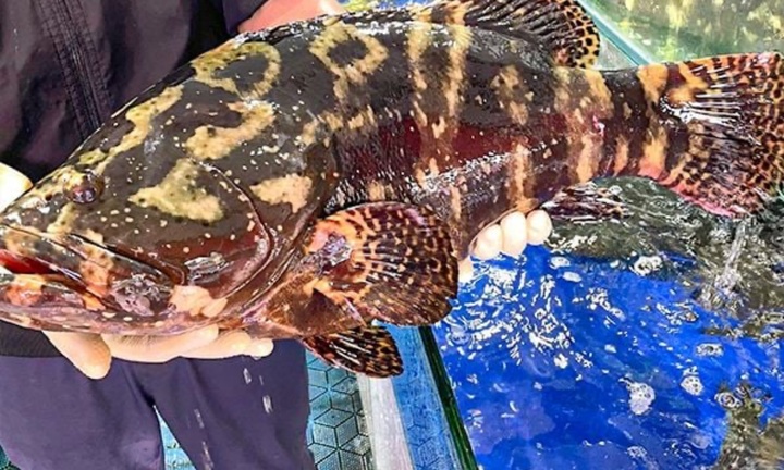 Một doanh nghiệp mua 18 tấn cá song làm quà Tết cho nhân viên