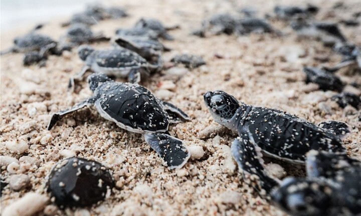  Lạc vào thiên đường ‘sản sinh’ rùa biển độc nhất vô nhị ở Việt Nam 